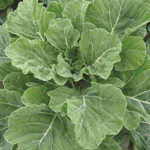 Georgia southern collard - georgia,
