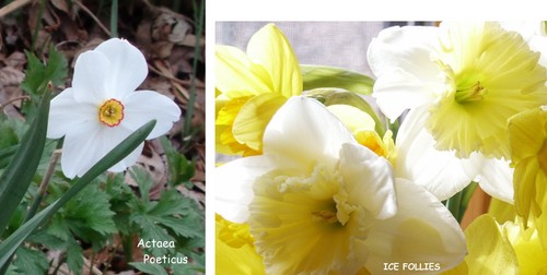 Daffodil bulbs 2 - daffodil, ~