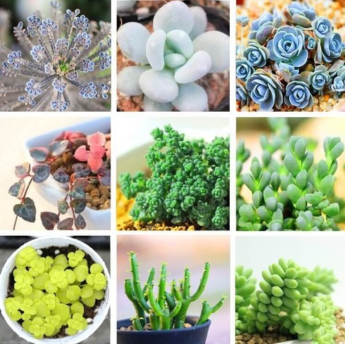 Varieties rare succulents - 24,