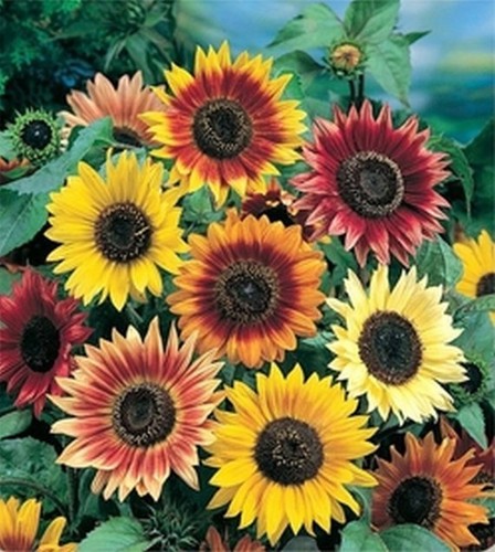 Autumn beauty sunflower - autumn,
